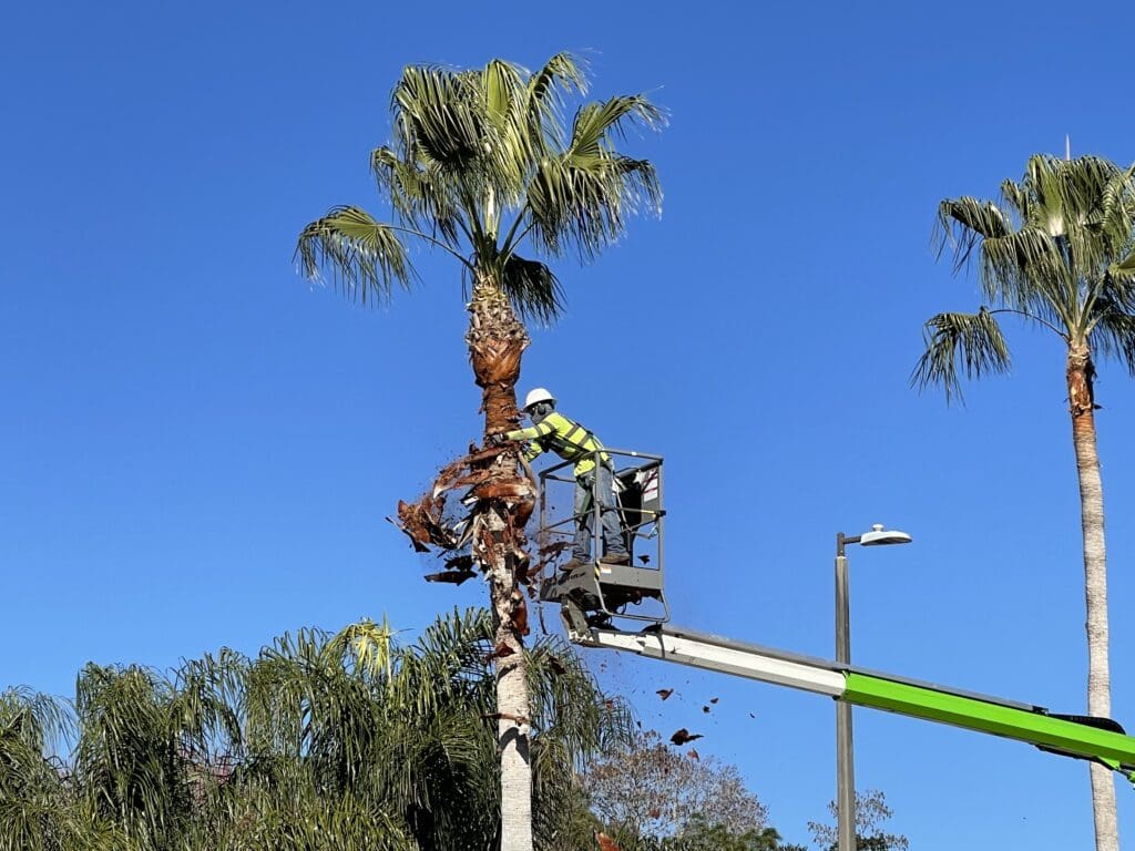 Tree Trimming Greensboro